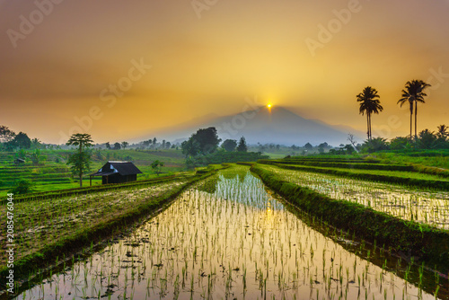 Terraced Rice Fields at Sunrise in Indonesia. Beautiful panoramic view of terraced rice fields surrounded by lush tropical greenery and palm trees