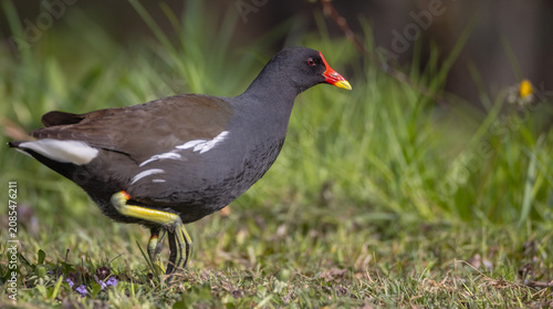 The common moorhen - adult bird in spring