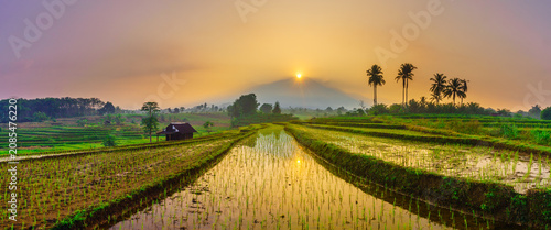 Terraced Rice Fields at Sunrise in Indonesia. Beautiful panoramic view of terraced rice fields surrounded by lush tropical greenery and palm trees