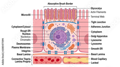 Foto Intestinal Epithelial Cell Structure: Microvilli, Nucleus, Organelles, and Junct