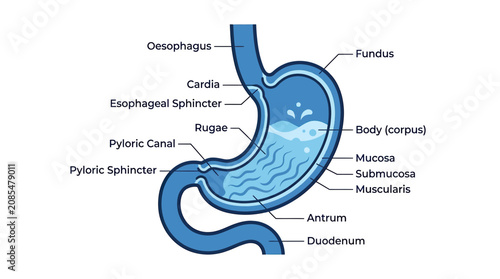 Bild auf Leinwand Human Stomach Anatomy Diagram: Digestive System Medical Illustration