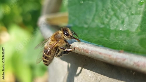 Extreme macro of a honey bee drinking water from the edge of a barrel on a sunny day