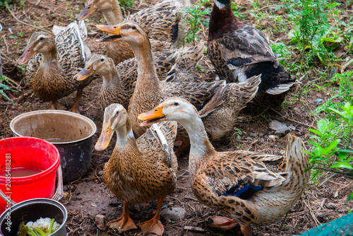 Foto Domestic ducks gathered in a rural garden in Vietnam, showcasing free-range poultry farming, natural outdoor conditions, and traditional agricultural life
