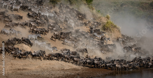 Quadro su tela The great wildebeest migration in Africa