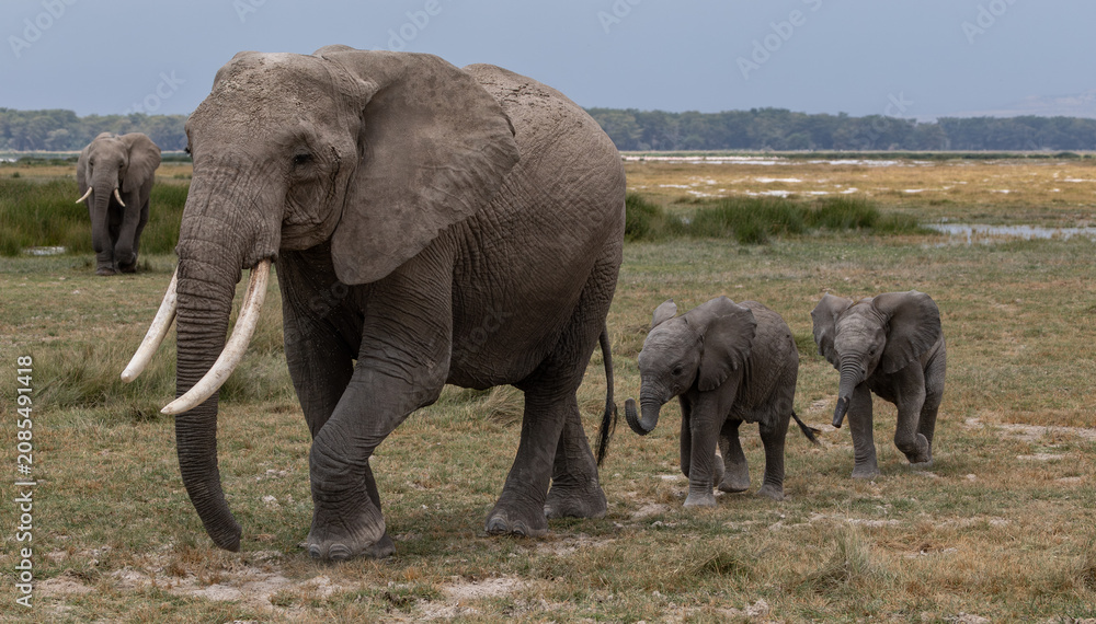 Fototapeta premium Elephant in Amboseli National Park, Africa 