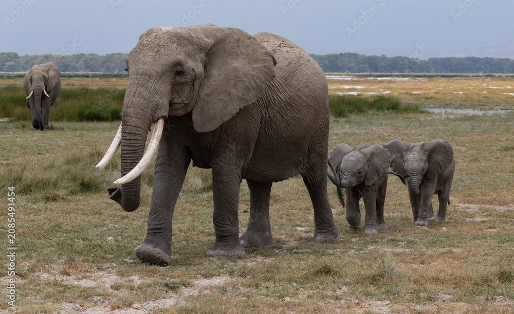 Fototapeta premium Elephant in Amboseli National Park, Africa 