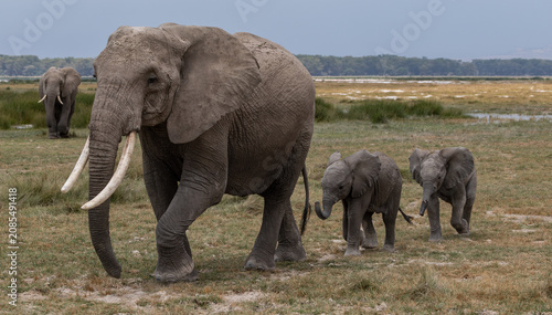 Elephant in Amboseli National Park, Africa 