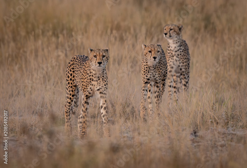 A cheetah in Kenya, Africa 