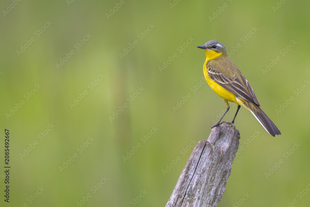 Obraz premium Yellow wagtail - male bird in summer at a wet fields