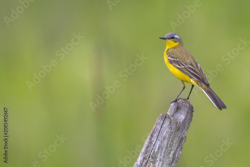 Valokuva Yellow wagtail - male bird in summer at a wet fields