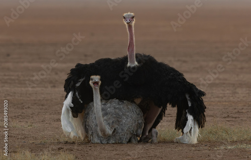 Ostrich mating in Kenya, Africa 