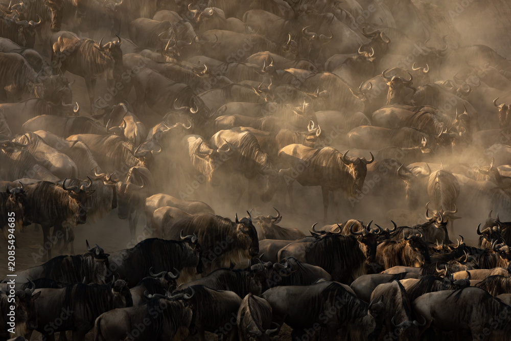 Obraz premium The great migration of wildebeest in Africa 