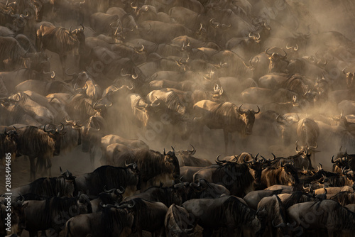 Photography The great migration of wildebeest in Africa