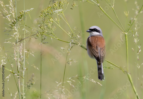 The red-backed shrike - in summer at a wetland