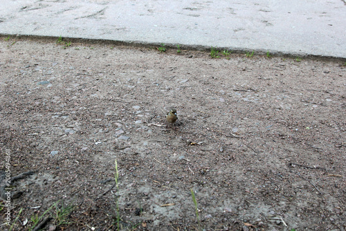 bird