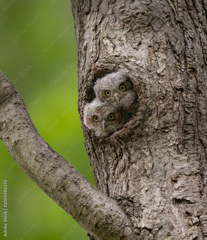 Obraz premium Eastern screech owl nest in a tree