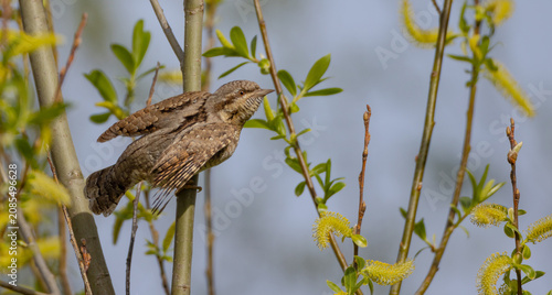 Foto Eurasian Wryneck  - in spring at the garden