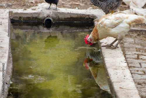 Chicken drinking water