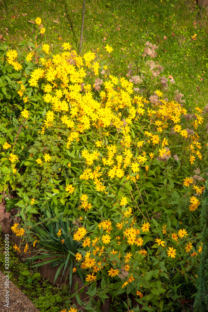 Obraz premium Blooming Yellow Wildflowers in Sunny Garden Landscape