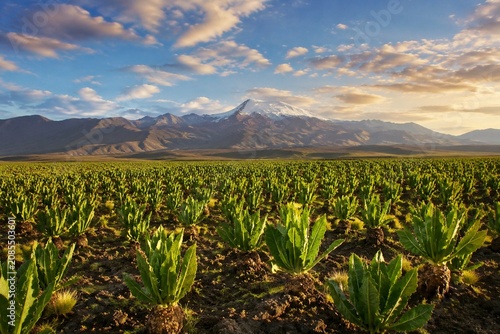 A field of maca plants under a vast sky with the Andes mountains in the distance.