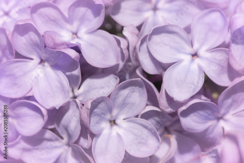 Spring purple lilac flowers background