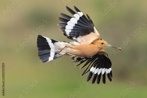 Eurasian hoopoe - Upupa epops in dynamic flight with an insect in its beak at El Taray, Spain. Striking display of its black and white striped wings and tail against a soft green backdrop.