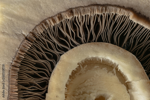 Macro Cross Section of Fresh Mushroom Gills