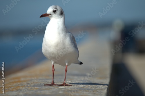 Jeune mouette .