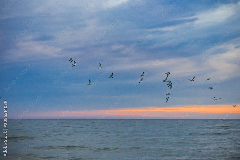 Fototapeta premium flying seagulls in the Baltic Sea