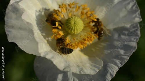 Bees gather nectar from white field poppies in the summer