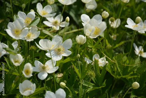 Cuadro en lienzo White anemone nemorosa flowers in a garden flowerbed in summer