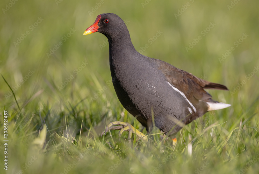 Fototapeta premium The common moorhen - adult bird in spring