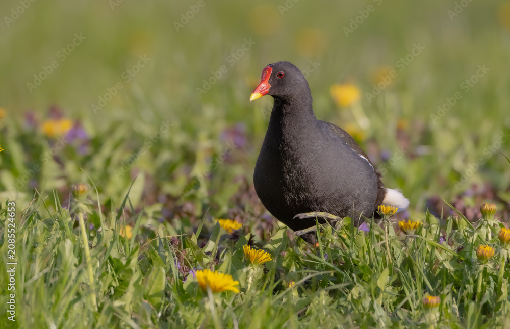 Obraz premium The common moorhen - adult bird in spring
