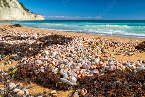 Beautiful seashells scattered on sandy beach near Byala on the Black Sea coast