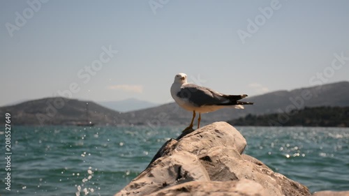 A whitish-grey albatross stands on a sea rock; a small ship sails in the distance