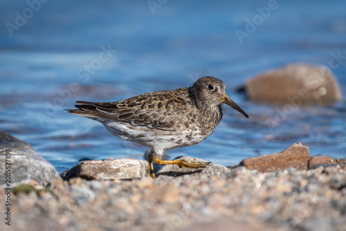 Foto Meerstrandläufer (Calidris maritima) läuft an der Küste in Spitzbergen, Arktis u