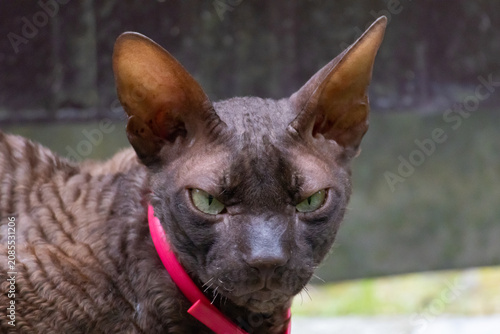 Billede på lærred Extreme close up portrait of an angry Devon Rex cat with green eyes and grumpy f