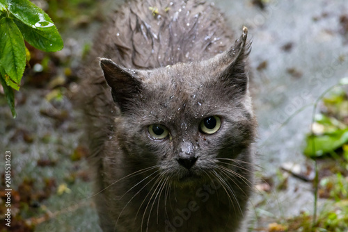 Foto Macro portrait of a wet stray grey cat in the rain, looking at camera with raind
