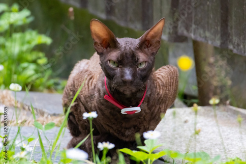 Foto Angry Devon Rex cat with a red collar sitting in the garden, looking at camera w