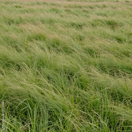 Full frame view of untamed wild grass field with native green and olive foliage textures