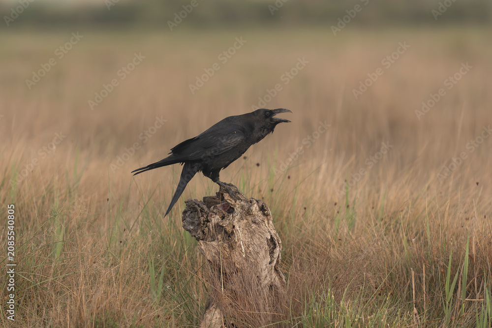 Fototapeta premium A Common Raven (Corvus corax) flying low over a dry grassy field in El Taray, Spain. Action wildlife photography of a large black corvid in mid-air flight.
