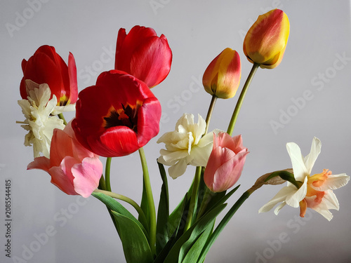 Festive bouquet of tulips. Tulips on a light background