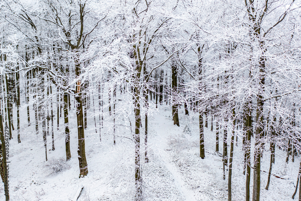 Naklejka premium Beskid Sądecki, Hala Łabowska, Małopolska, Zima, Sądeckie,