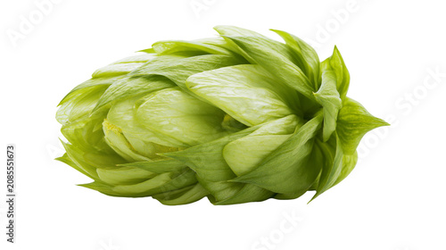 Fotografía Green hop cone with layered petals and visible lupulin glands