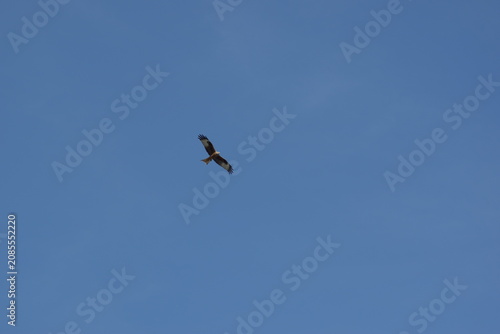 Tableau sur toile Greifvogel in der Luft
