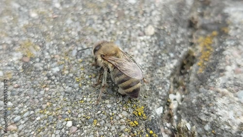 Macro shot of a honey bee resting and crawling on a concrete ground surface
