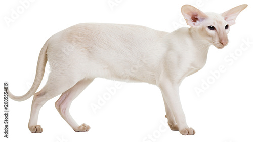 Bild auf Leinwand White Oriental Shorthair cat with large ears and almond eyes