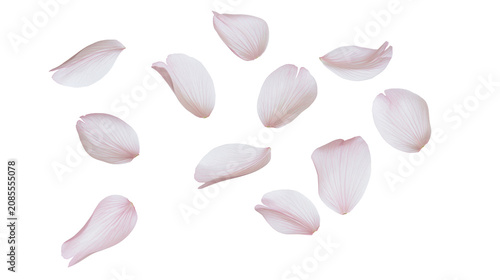 Scattered light pink cherry blossom petals