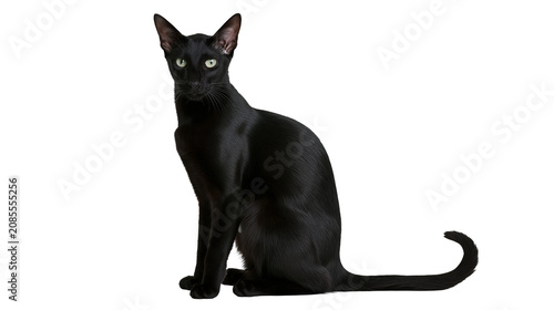 Fotografi Black Oriental Shorthair cat sitting elegantly