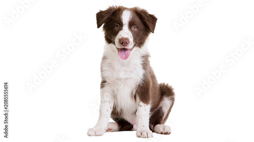 Foto Brown and white Border Collie puppy sitting with tongue out